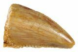 Serrated, Raptor Tooth - Real Dinosaur Tooth #273086-1